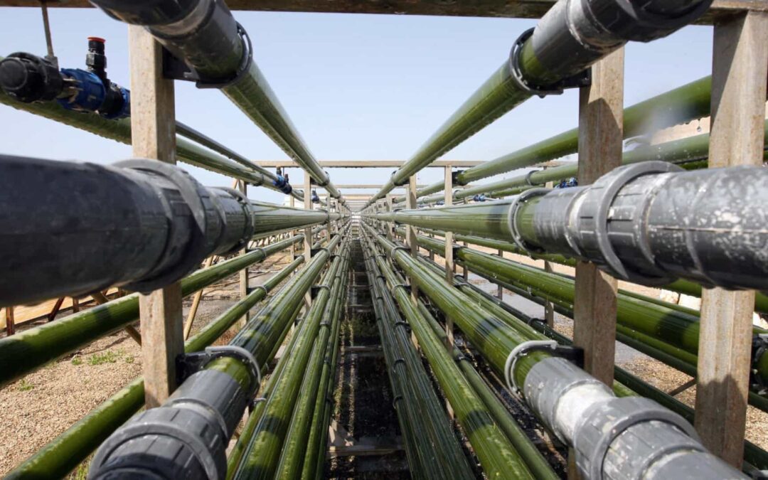 Importação de biocombustíveis em 2021 cinco vezes superior à de 2020