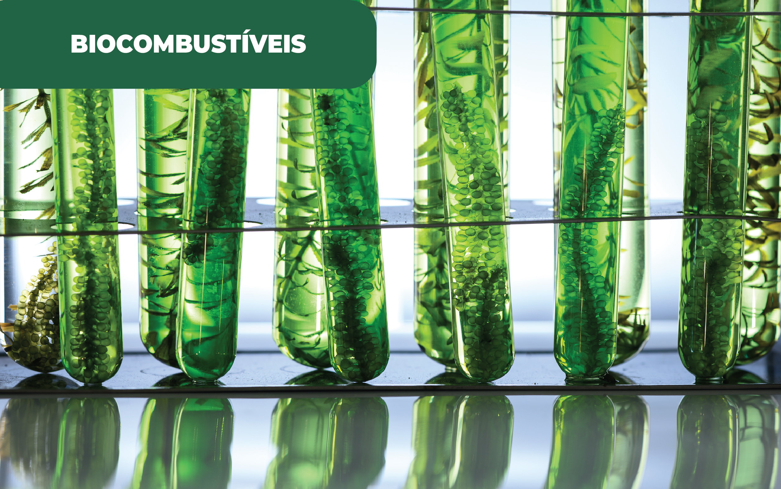 Imagem apresentando 6 tubos de ensaio contendo material biológico, plantas, de cor verde.
