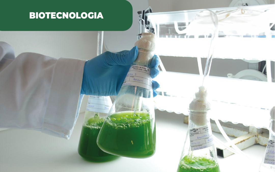 Coimbra estuda microalgas, para uma fonte de energia renovável com base na sua comunicação