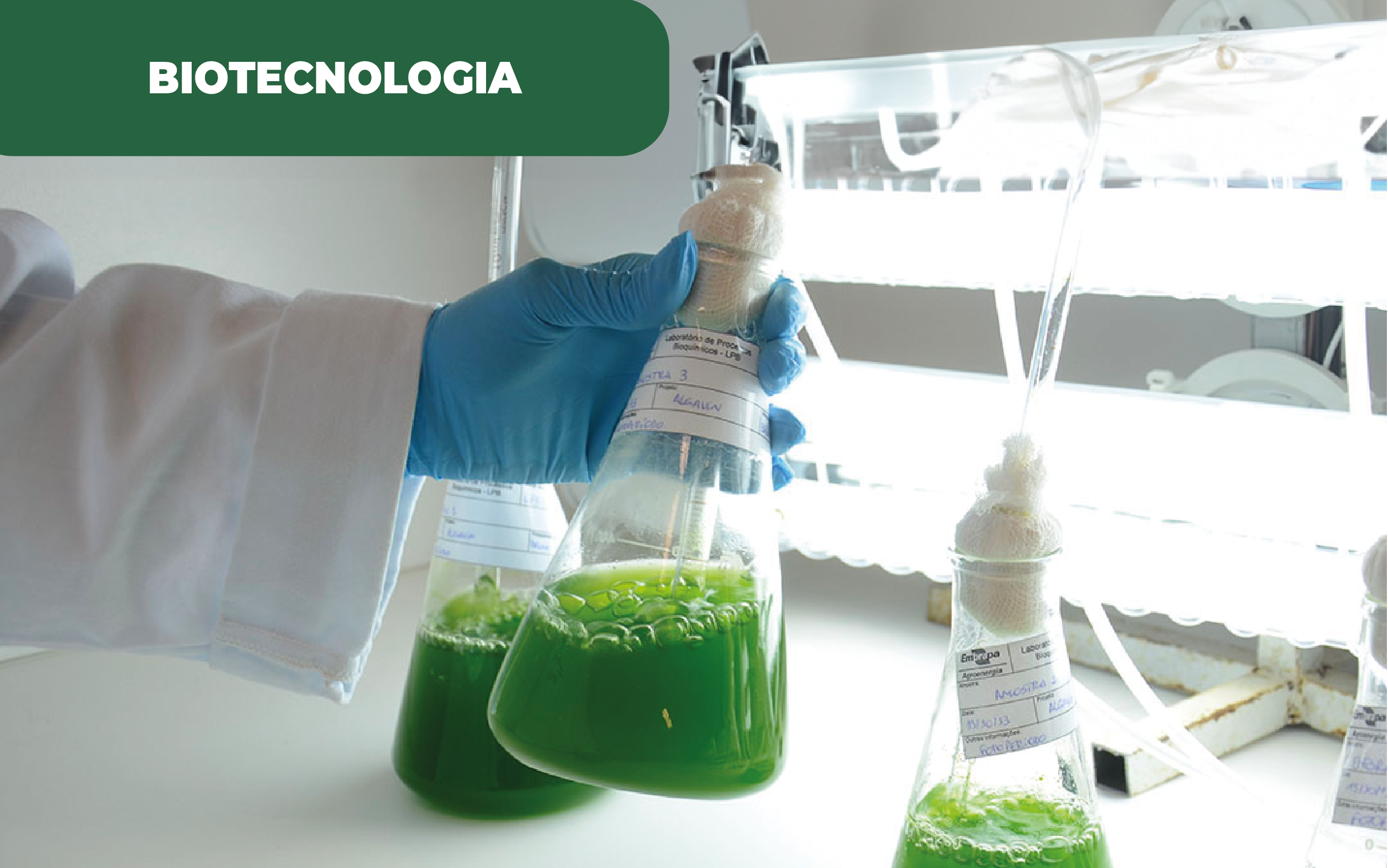 Imagem ilustrativa de laboratório, com tubo de Erlenmeyer com líquido verde para análise de microalgas. Coimbra estuda microalgas para captura de energia.