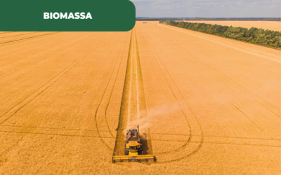 Centrais de biomassa em Portugal já têm luz verde do Governo, para avançar