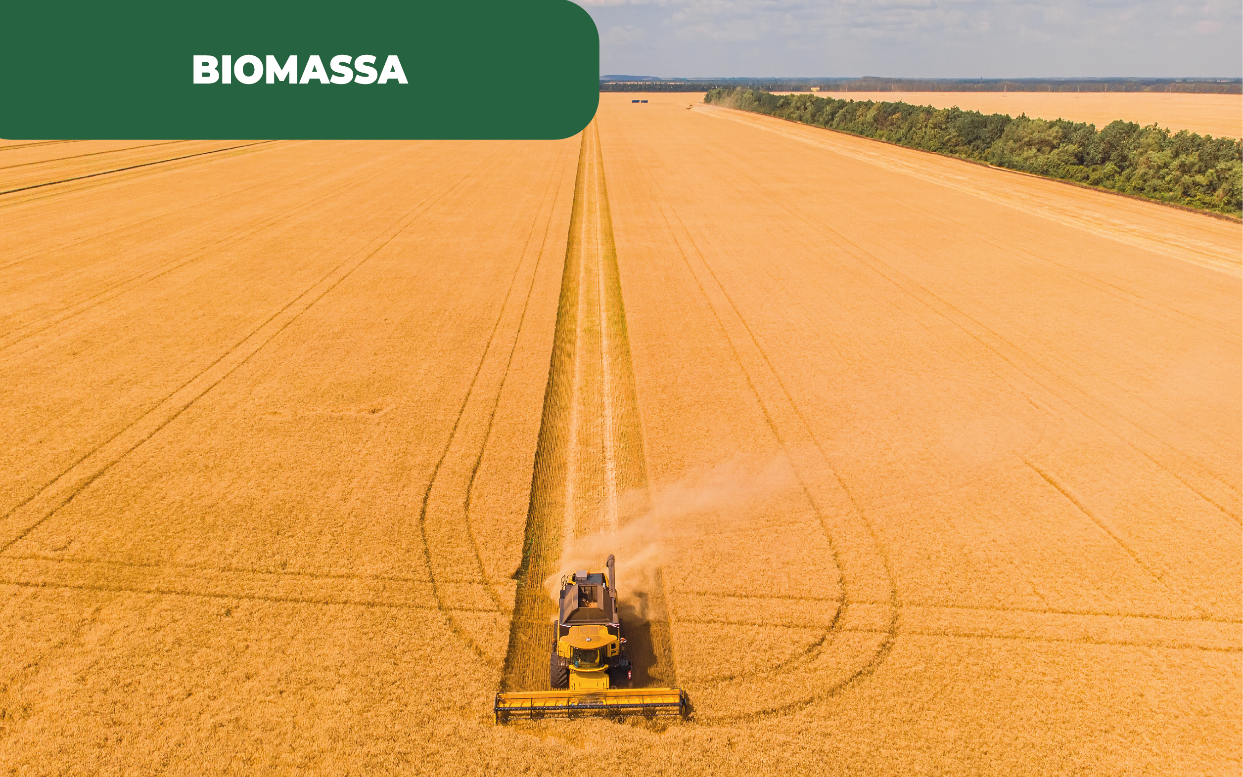 Imagem ilustrativa de um campo de cereais. O governo português deu luz verde às centrais de biomassa.