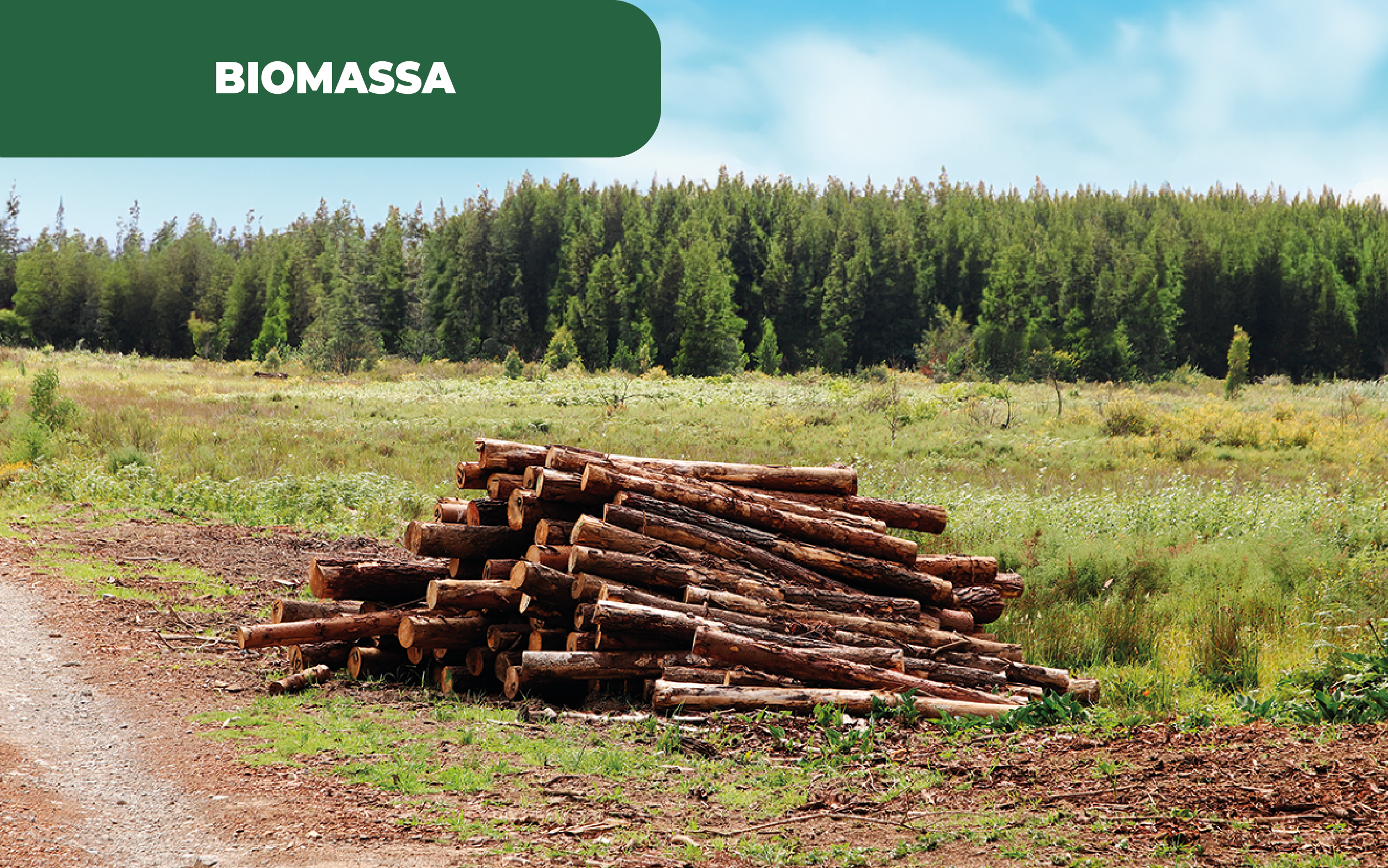 Imagem colorida de uma paisagem campestre, com toros de madeira, em foco. Contudo, em Portugal o alerta lançado aponta que a falta de biomassa atrasa o desenvolvimento dos projetos, mesmo com apoios do Governo.