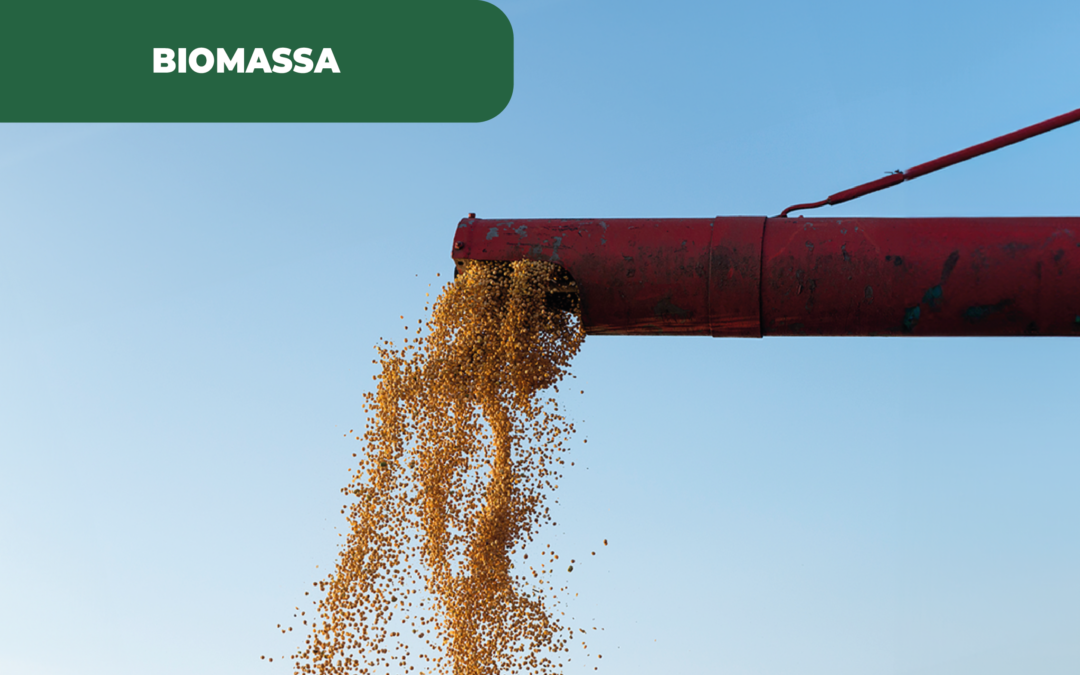 Valorização da biomassa em Portugal poderá ser uma maior valia para o mix energético